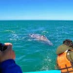 Punta Cana / Cap Cana: Excursion Whale Watching + Cayo Levantado (Private Tour )