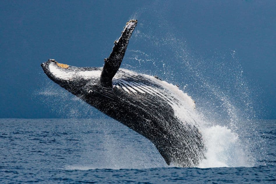 Humpback Whale Watching Experience in Samaná Bay – Half Day Tour From Miches Private