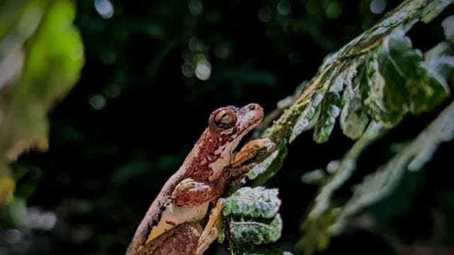 Monteverde: Night Walk in the Magical Forest