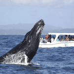 From Punta Cana: Samana Cayo Levantado Whales