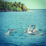 Birdwatching in Los Haitises National Park