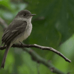 Sabana de la Mar: Bird Watching & Los Haitises National Park