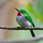 Package Birding 7 Days “Bird Watching”