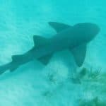 Four Adventures: Parasailing, Snorkeling Cruise, Sharks & Rays in Natural Pools from Punta Cana