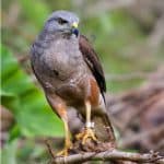 Birdwatching in Los Haitises National Park