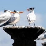 Birding: 4 Days of Bird Watching Dominican Republic