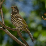Birding: 4 Days of Bird Watching Dominican Republic