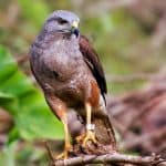Package Birding 7 Days “Bird Watching”