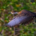 Private Birding Tours of the Dominican Republic
