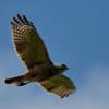 Birdwatching in Los Haitises National Park