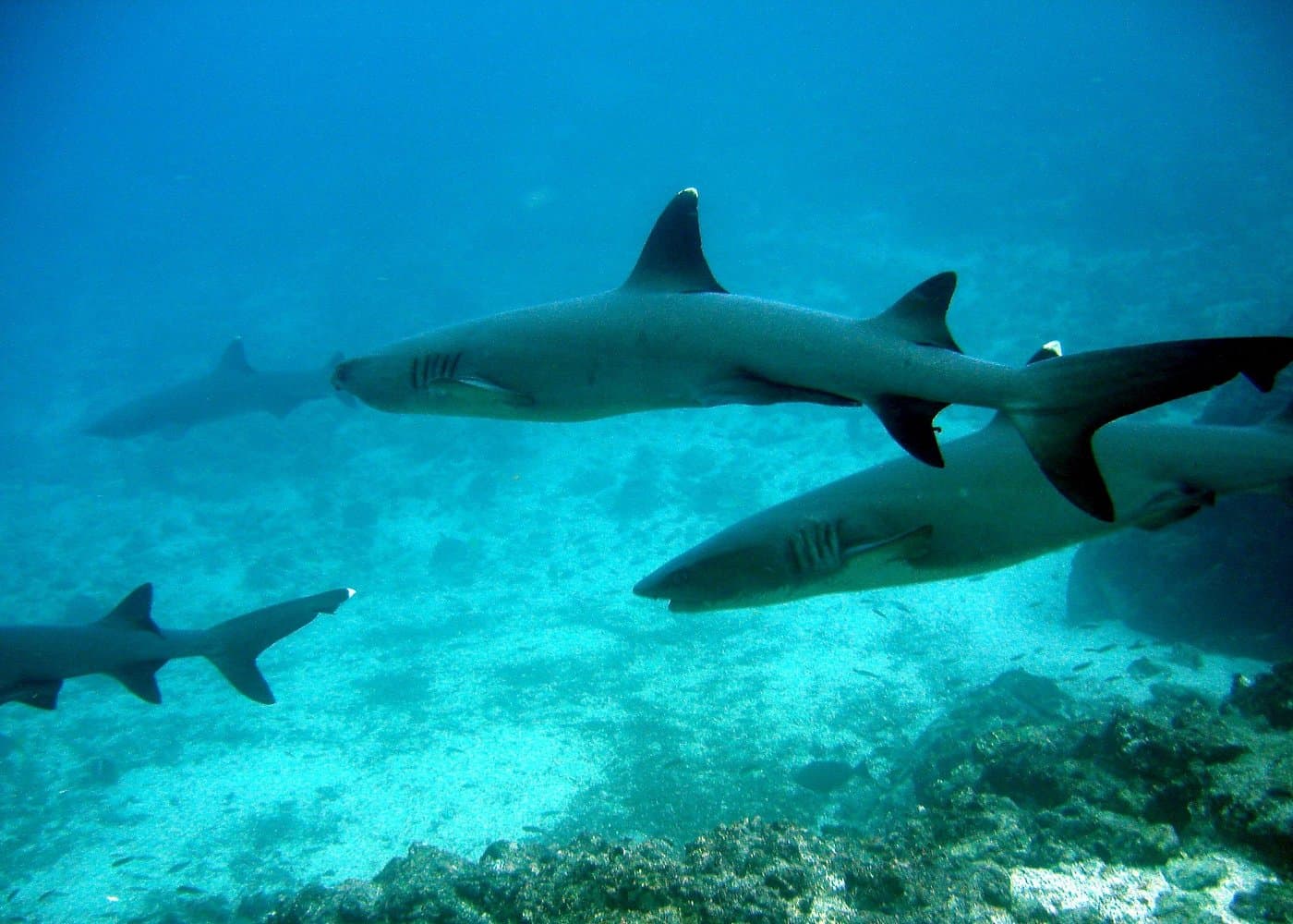 Isla Pinzón - Day Tour - From Santa Cruz - Islas Galápagos