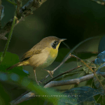 Private Birding Tours of the Dominican Republic