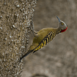 Private Birding Tours of the Dominican Republic