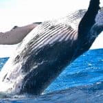 Sabana de la Mar Whale Watching & Cayo Levantado (Bacardi Island)