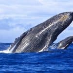Samaná Cayo Levantado (Bacardi Island) and Whale Watching from Miches in Catamaran