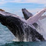 Samaná Whale Watching & Cayo Levantado (Bacardi Island) From Boca Chica