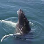 Excursion Whale Watching Samaná bay + Cayo Levantado from Puerto Plata (Private Transportation)