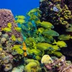 Catalina Island & Altos de Chavon From Punta Cana (Snorkeling with Catamaran Party)
