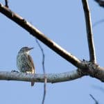 Samana: Bird Watching & Limon Waterfall