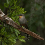 Birding: 4 Days of Bird Watching Dominican Republic