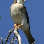 Package Birding 7 Days “Bird Watching”