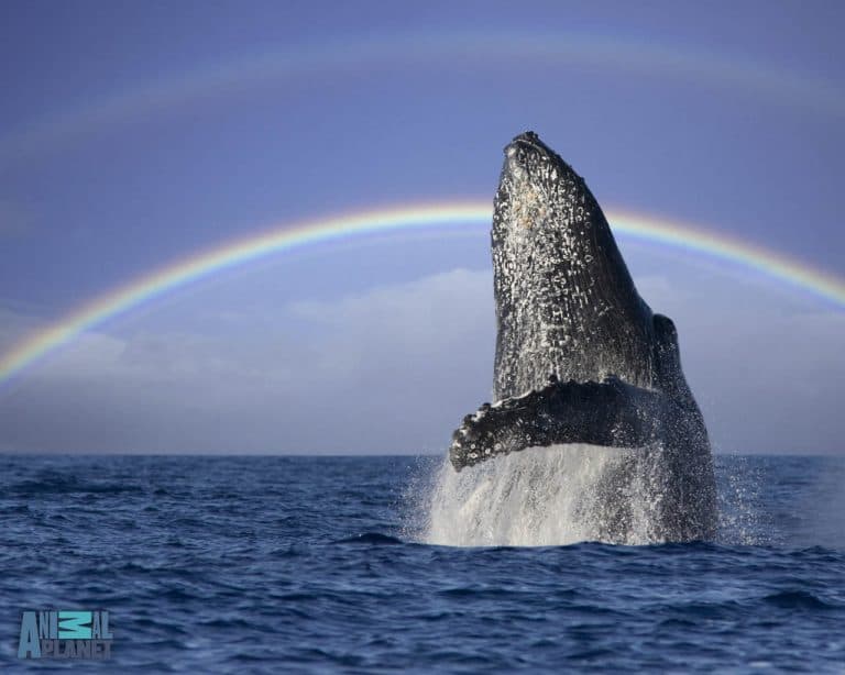 Las Terrenas: Samaná Whale Watching & Cayo Levantado (Bacardi Island)