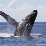 Samaná Cayo Levantado (Bacardi Island) and Whale Watching from Miches in Catamaran
