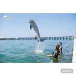 Punta Cana: Dolphin Explorer Swims and Encounters