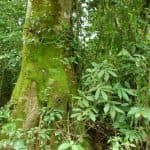 Hike + Kayak Los Haitises