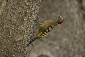 Sabana de la Mar: Bird Watching & Los Haitises National Park