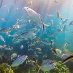 Catalina Island & Altos de Chavon From Punta Cana (Snorkeling with Catamaran Party)