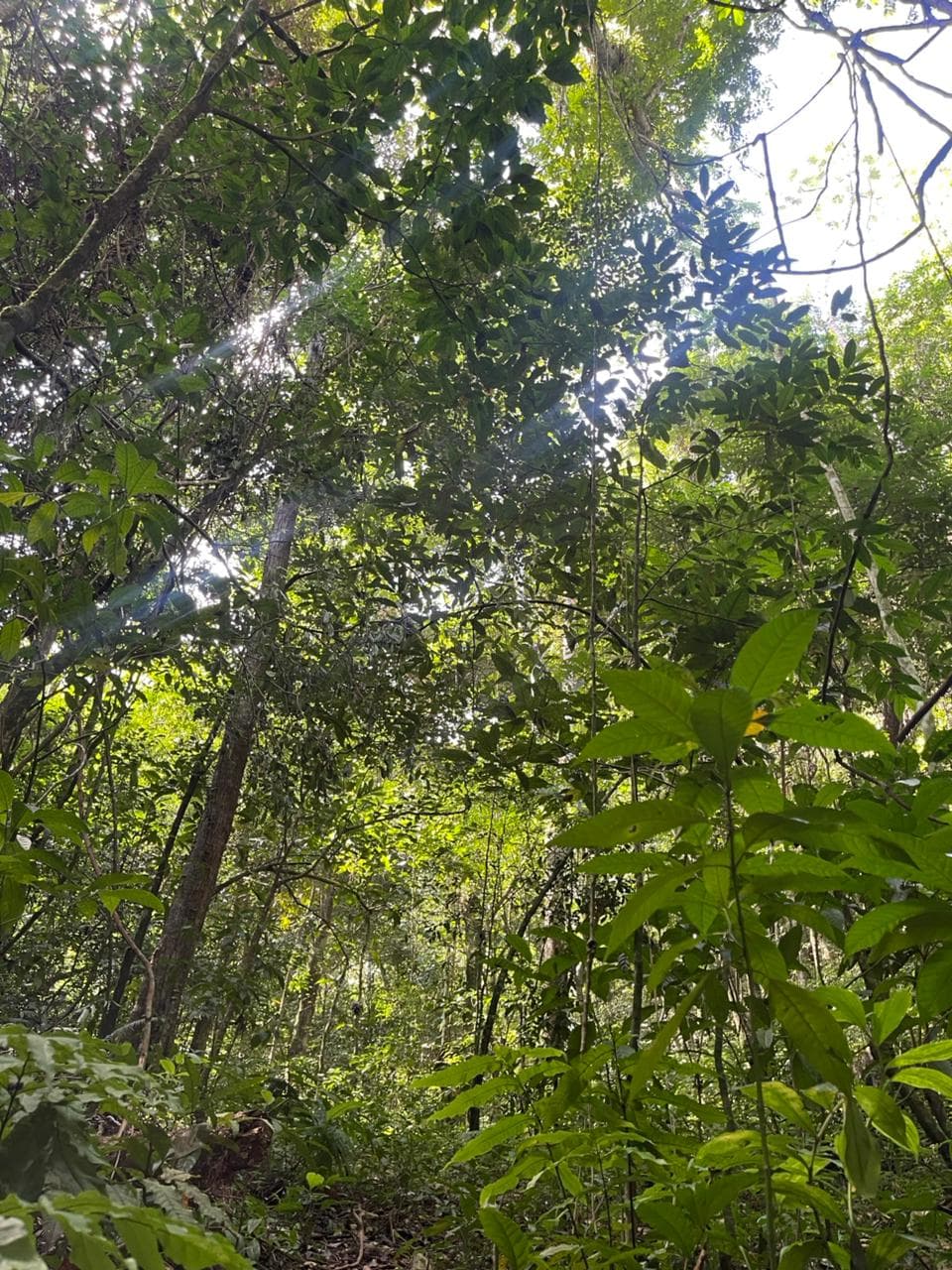 Los Haitises 4 Caves expedition & Rain Forest walk