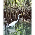 Hotel Caño Hondo Room + Breakfast + Kayaking Los Haitises 2 Hours