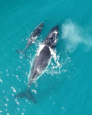 Luxury Whale Watching Experience – Samaná, Dominican Republic