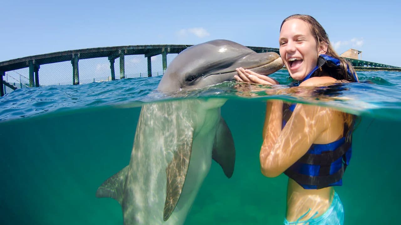 Punta Cana: Dolphin Explorer Swims and Encounters