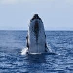 Samaná Whale Watching & Cayo Levantado (Bacardi Island) From Bayahibe