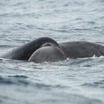 Excursion Whale Watching Samaná bay + Cayo Levantado from Puerto Plata (Private Transportation)