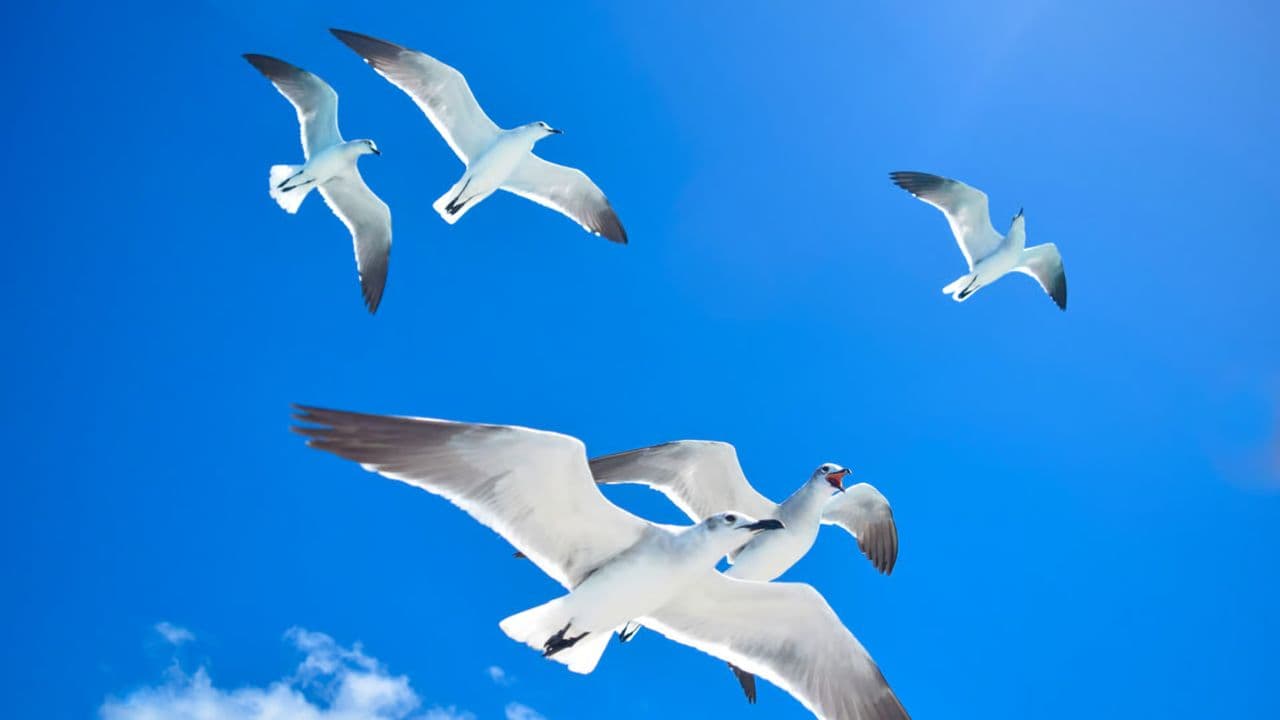 From Punta Cana: Saona Island Full Day Tour w/ Food & Drinks