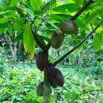 Samana: Bird Watching & Limon Waterfall