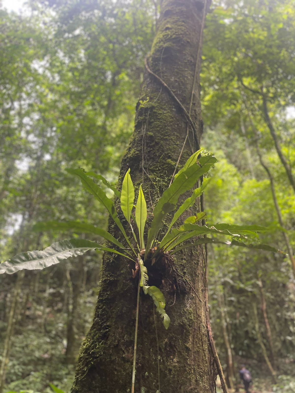 Los Haitises 4 Caves expedition & Rain Forest walk