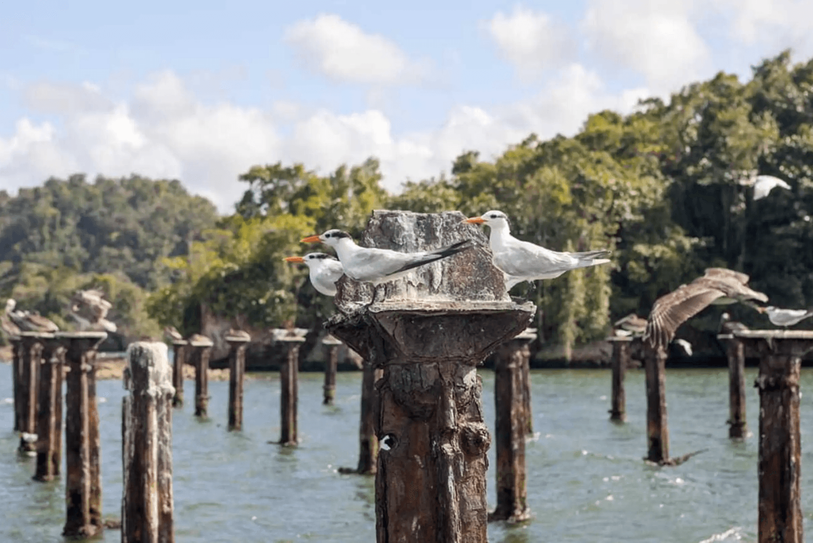 🌴 How to Plan a 2-Day Trip from Juan Dolio to Samaná & Los Haitises (Without Spending a Fortune)